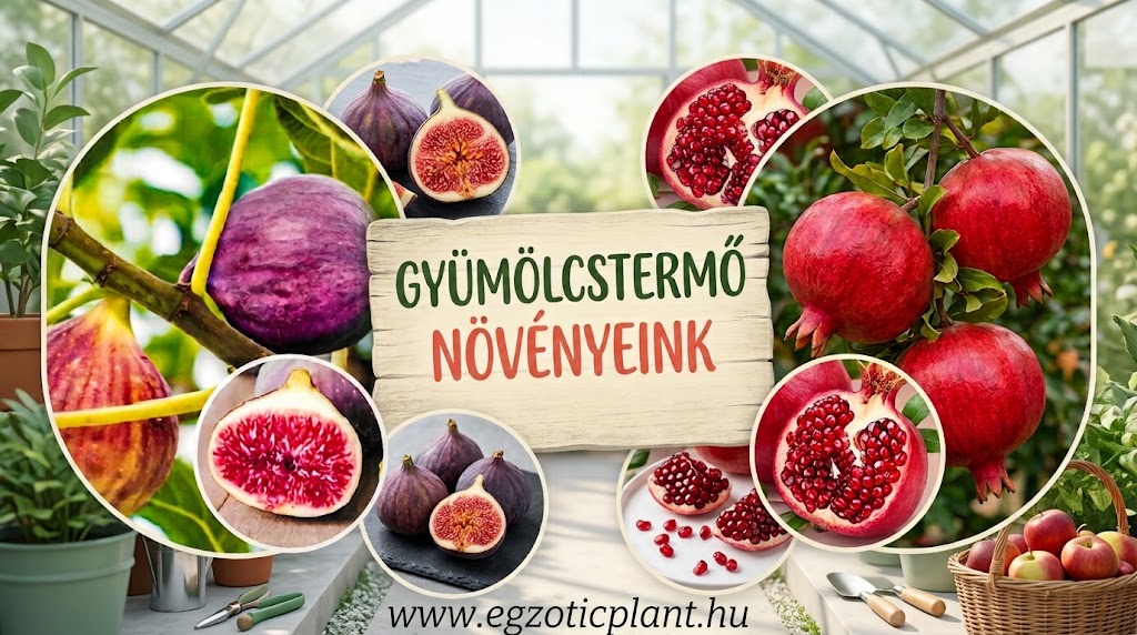 Egzoticplant webshop