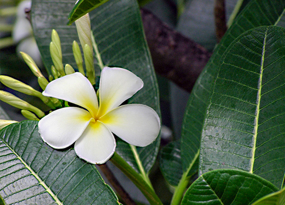 Egzoticplant webshop