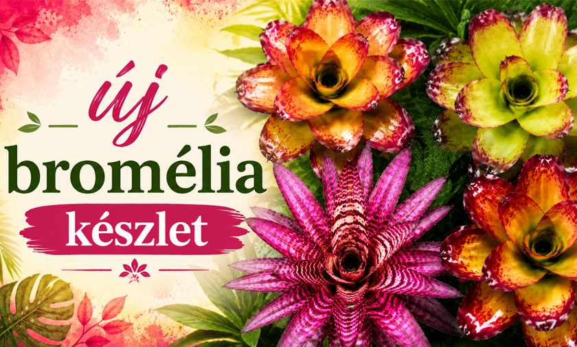 Egzoticplant webshop