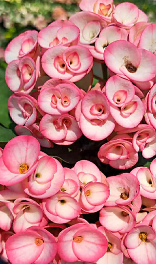 Egzoticplant webshop