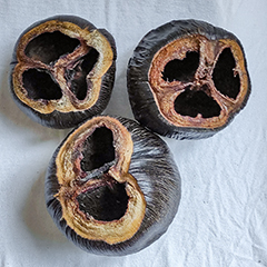 Egzoticplant webshop