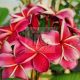 Plumeria rubra "Gina"