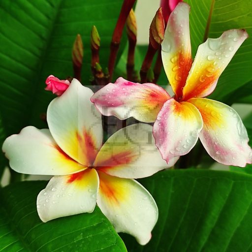Plumeria rubra "Artic Star"(aka madame rainbow)