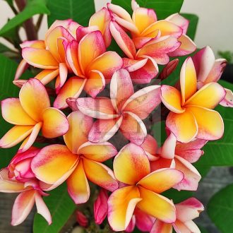 Plumeria rubra "Captivate" JJ