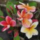 Plumeria rubra "Captivate" JJ