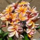 Plumeria rubra "California Sunset" JJ