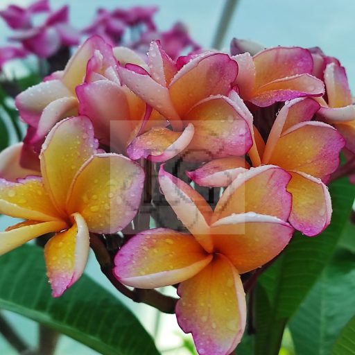 Plumeria rubra "California Sunset" JJ