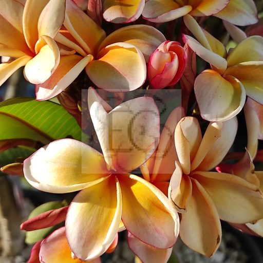 Plumeria rubra "California Sunset" JJ