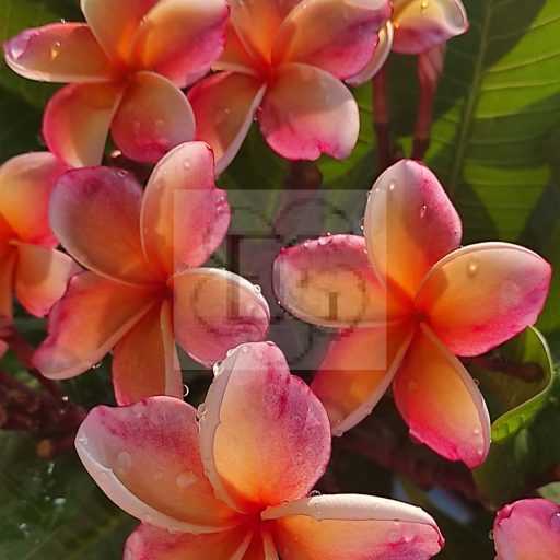 Plumeria rubra "California Sunset" JJ
