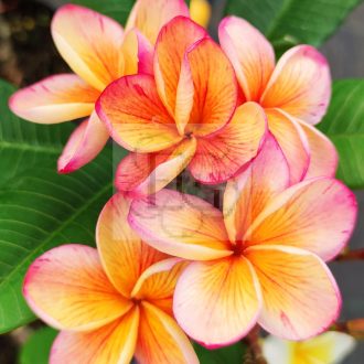 Plumeria rubra "Desert Sunrise" JJ
