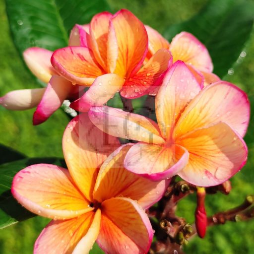 Plumeria rubra "Desert Sunrise" JJ
