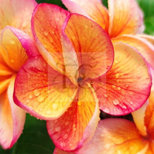 Plumeria rubra "Desert Sunrise" JJ