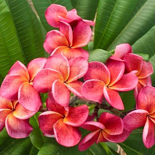 Plumeria rubra "Desert Sunrise" JJ