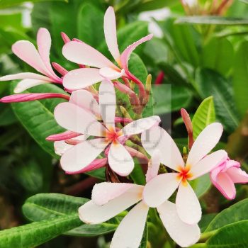 Plumeria Obtusa "Dwarf Singapore Pink" Plumeria Obtusa "Dwarf Singapore Pink"