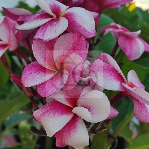Plumeria rubra "Elsie" JJ