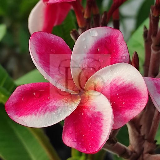 Plumeria rubra "Elsie" JJ