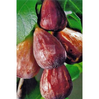 Ficus carica/Füge "Brown Turkey"