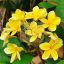 Plumeria rubra "Inca Gold" JJ
