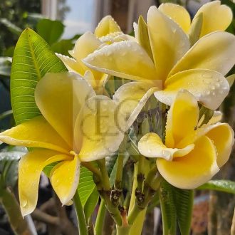 Plumeria rubra Thornton "Lemon Drop"