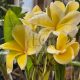 Plumeria rubra Thorton "Lemon Drop"