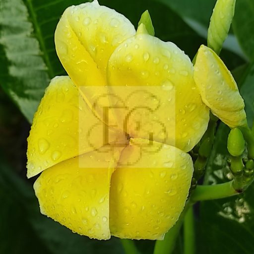 Plumeria rubra Thornton "Lemon Drop"