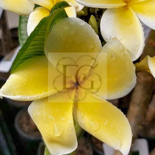 Plumeria rubra Thornton "Lemon Drop"