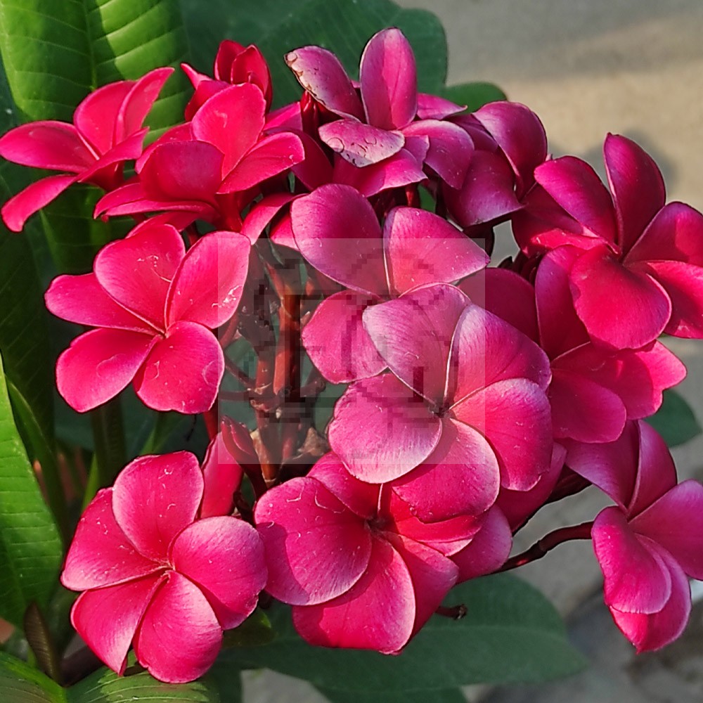 Plumeria Rubra "R03" - Egzoticplant Webshop