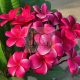 Plumeria rubra "R03"