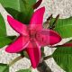 Plumeria rubra "Pink Jack" JJ