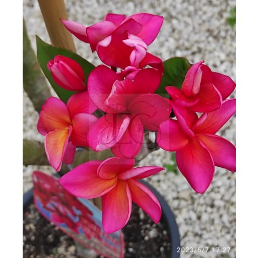 Plumeria rubra "Pink Jack" JJ