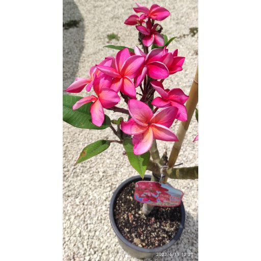 Plumeria rubra "Pink Jack" JJ