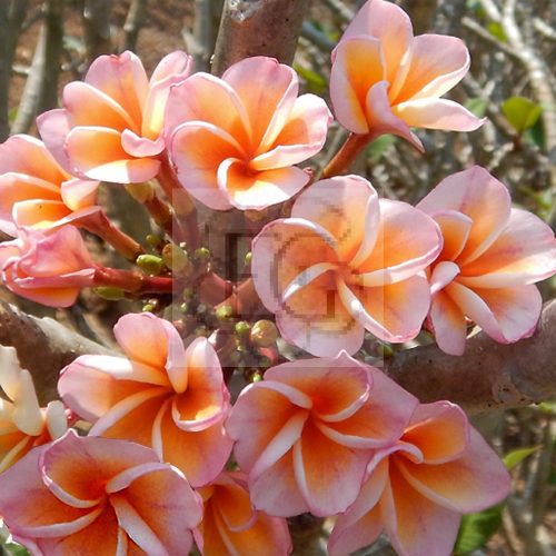 Plumeria rubra "Boutique"