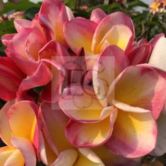 Plumeria rubra "Candy Lemon" (NUI)