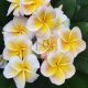 Plumeria rubra "Chablis" JJ