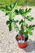 Ficus carica/Füge "Brown Turkey"