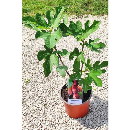 Ficus carica/Füge "Brown Turkey"