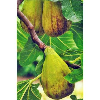Ficus carica/Füge "Dalmatie"