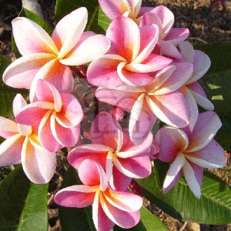 Plumeria rubra "Divine" JJ