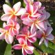 Plumeria rubra "Divine" JJ