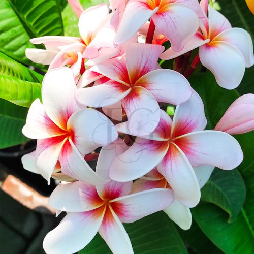 Plumeria rubra "Halo" JJ