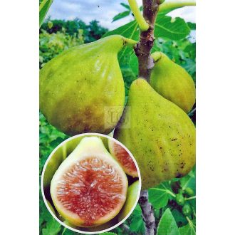Ficus carica/Füge "Letenyei sárga óriás"