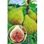 Ficus carica/Füge "Letenyei sárga óriás"