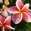 Plumeria rubra "J-105" JJ