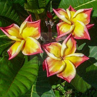 Plumeria rubra "Jackie" JJ