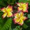 Plumeria rubra "Jackie" JJ