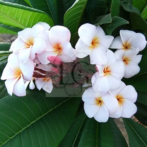 Plumeria rubra "JJ MiniWhite"