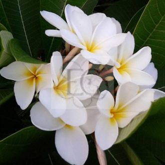 Plumeria rubra "Khao Bali"