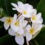 Plumeria rubra "Khao Bali"