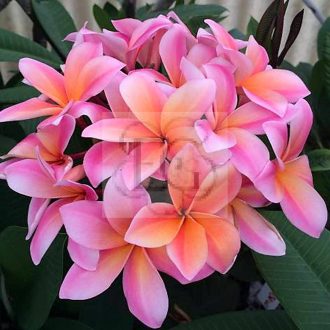 Plumeria rubra "Mardi Gras" (Thornton)