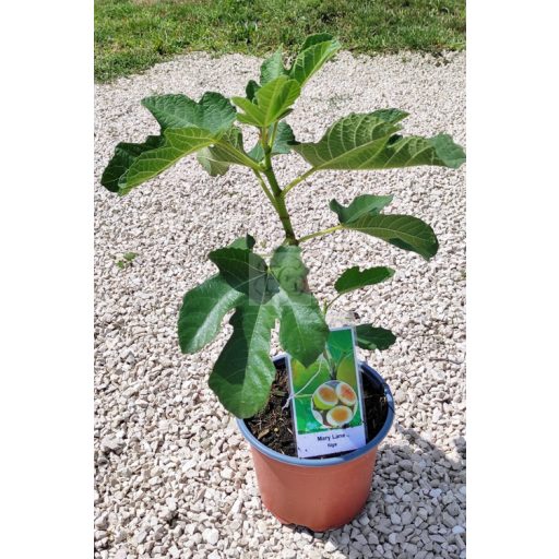 Ficus carica/Füge "Mary Lane"